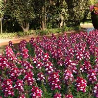 Snapshot™ Burgundy Bicolor Snapdragon Landscape