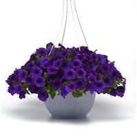 Easy Wave® Blue Spreading Petunia Basket