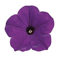 Easy Wave® Blue Spreading Petunia Bloom