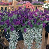 Easy Wave® Blue Spreading Petunia Commercial Landscape 3
