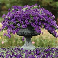 Easy Wave® Blue Spreading Petunia Container