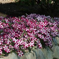 Easy Wave® Burgundy Star Spreading Petunia Landscape