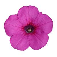 Easy Wave® Neon Rose Spreading Petunia Bloom