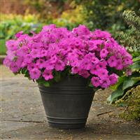 Easy Wave® Neon Rose Spreading Petunia Container