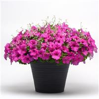 Easy Wave® Neon Rose Spreading Petunia Displays