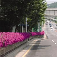 Easy Wave® Pink Spreading Petunia Commercial Landscape 4