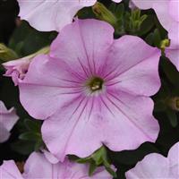 Easy Wave® Pink Pearl Spreading Petunia Bloom