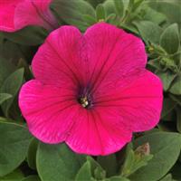 Easy Wave® Rose Spreading Petunia Bloom
