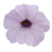 Easy Wave® Silver Spreading Petunia Bloom