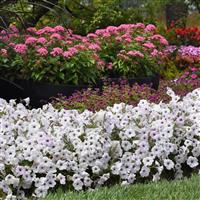 Easy Wave® Silver Spreading Petunia Commercial Landscape 1