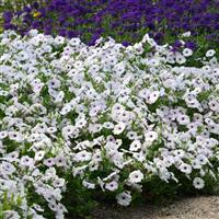 Easy Wave® Silver Spreading Petunia Landscape
