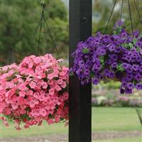 Easy Wave® Coral Reef Spreading Petunia Commercial Landscape 1