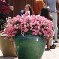 Easy Wave® Coral Reef Spreading Petunia Landscape
