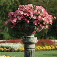 Easy Wave® Rosy Dawn Spreading Petunia Commercial Landscape 4