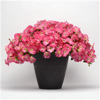 Easy Wave® Rosy Dawn Spreading Petunia Container