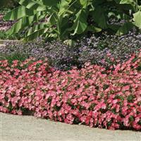 Easy Wave® Rosy Dawn Spreading Petunia Landscape