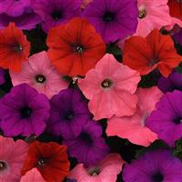 Easy Wave® South Beach Mixture Spreading Petunia Bloom