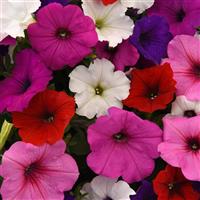 Easy Wave® Formula Mixture Spreading Petunia Bloom