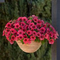 Easy Wave® Berry Velour Spreading Petunia Basket