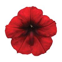 Easy Wave® Red Velour Spreading Petunia Bloom