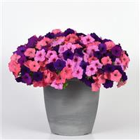 Easy Wave® Beachcomber Mixture Spreading Petunia Container