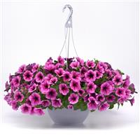 Easy Wave® Rose Fusion Spreading Petunia Basket
