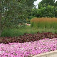 Shock Wave® Pink Shades Spreading Petunia Landscape