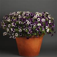 Shock Wave® Purple Tie Dye Spreading Petunia Container