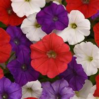 Shock Wave® Volt Mixture Improved Spreading Petunia Bloom