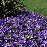 Shock Wave® Denim Spreading Petunia Commercial Landscape 1