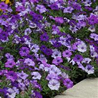 Shock Wave® Denim Spreading Petunia Landscape