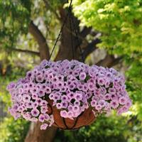 Shock Wave® Pink Vein Spreading Petunia Basket