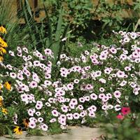 Shock Wave® Pink Vein Spreading Petunia Commercial Landscape 1