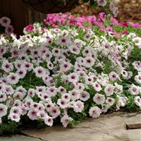 Shock Wave® Pink Vein Spreading Petunia Landscape