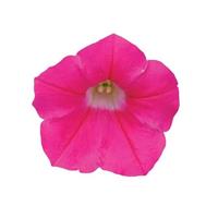 Shock Wave® Rose Spreading Petunia Bloom