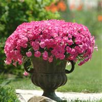 Shock Wave® Rose Spreading Petunia Container