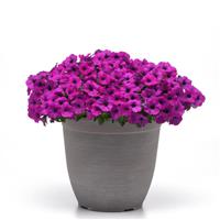 Shock Wave® Violet Spreading Petunia Container