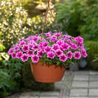 Shock Wave® Rose Vein Spreading Petunia Basket