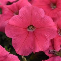 E3 Easy Wave® Coral Spreading Petunia Bloom