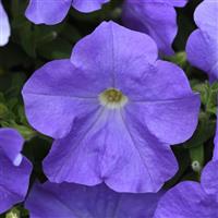E3 Easy Wave® Sky Blue Spreading Petunia Bloom