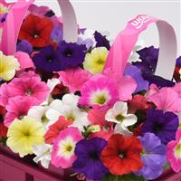 E3 Easy Wave® Formula Mixture Improved Spreading Petunia Bloom