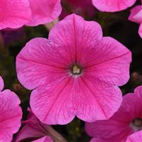 E3 Easy Wave® Pink Cosmo Spreading Petunia Bloom