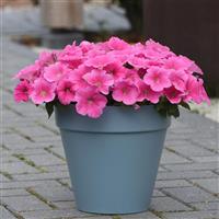 E3 Easy Wave® Pink Cosmo Spreading Petunia Container