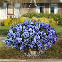 Top Wave™ Marina Spreading Pansy Basket