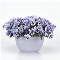Top Wave™ Marina Spreading Pansy Container