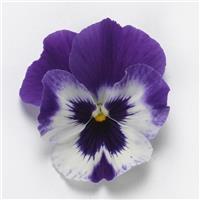 Top Wave™ Purple White Spreading Pansy Bloom