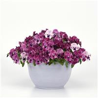 Top Wave™ Pink Shades Spreading Pansy Container