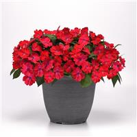 Solarscape® XL Red Glow Interspecific Impatiens Container