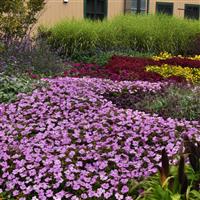 Solarscape® XL Lilac Spark Interspecific Impatiens Commercial Landscape 1