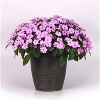 Solarscape® XL Lilac Spark Interspecific Impatiens Container